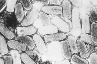 Illustration for article titled The Virus that Inspired the Whole Zombie Genre